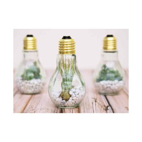 Bulbes amers Verre cl 11