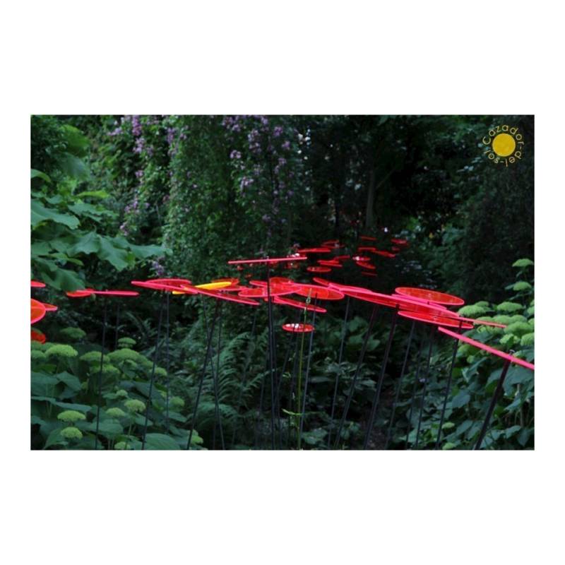 Fiore Disco Uno Cazador del Sol rosso cm 175x20