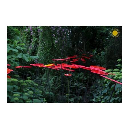 Fiore Disco Uno Cazador del Sol rosso cm 175x20