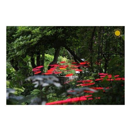Fiore Disco Uno Cazador del Sol rosso cm 175x20