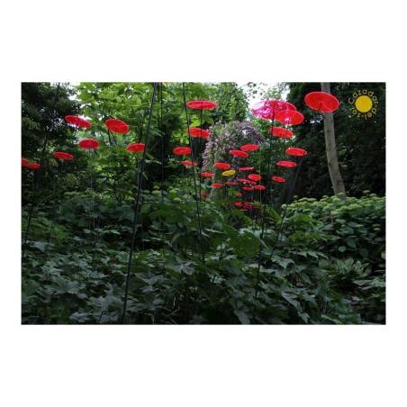 Fiore Disco Uno Cazador del Sol rosso cm 175x20