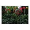 Fiore Disco Uno Cazador del Sol rosso cm 175x20